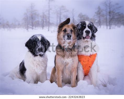 The Three Friends of Winter -  A Vivid Tapestry of Nature and Solitude