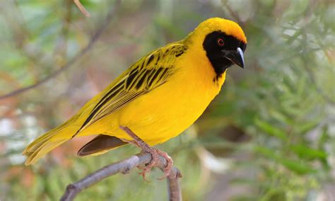  The Weaver Bird : A Tapestry of Ancestral Spirits and Everyday Life