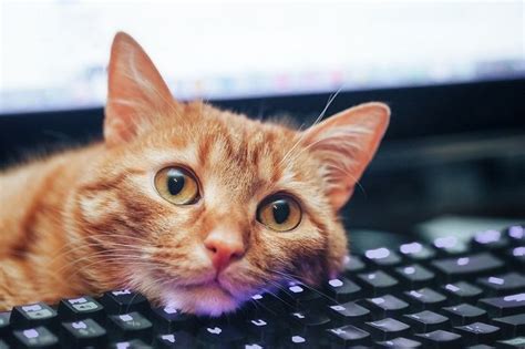 Is Becoming a Software Engineer Hard? And Why Do Cats Love Keyboards?